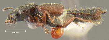 Media type: image;   Entomology 24076 Aspect: habitus lateral view
